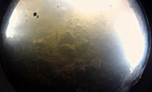 bacterias bajo la Antártida