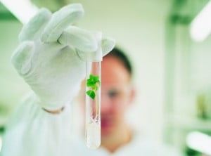 Las plantas de interior podrían producir energía eléctrica.