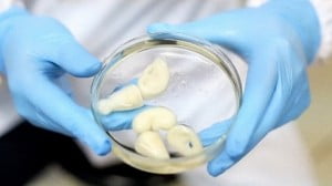 Los riñones son los primeros órganos que se han reproducido en una impresora 3D