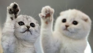 Un japonés roba 185.000 $ para alimentar a más de 120 gatos