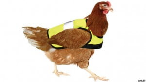 El último grito de moda este invierno: chaquetas para gallos y gallinas
