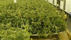 Descubren una hormona que bloquea el 'colocón' de la marihuana.