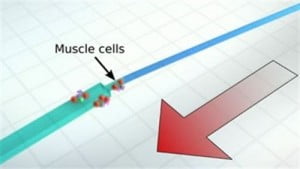 Crean nanobots similares a espermatozoides que nadan y bucean
