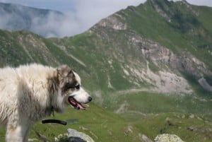 Los perros defecan alineados con el campo magnético de la Tierra.