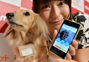 Collar de perro de Alta Tecnología 'inteligente' la venta A la venta en Japóncerca