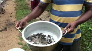 Lluvia de peces en Sri Lanka.
