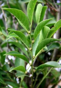 Plantas que se alimentan de metales
