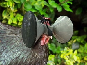 Un dispositivo Occulus Rift para pollos.
