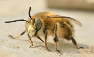 abeja