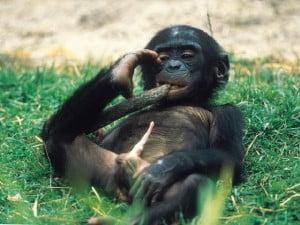 Pene animal