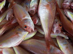 pescado