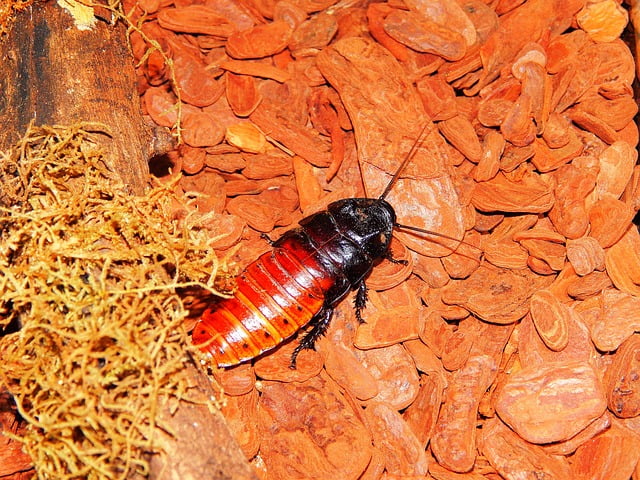 cucaracha madagascar