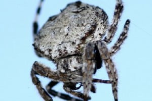 araña