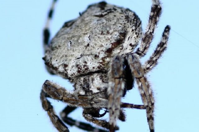 araña