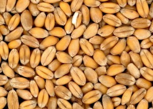 alimentos transgénicos