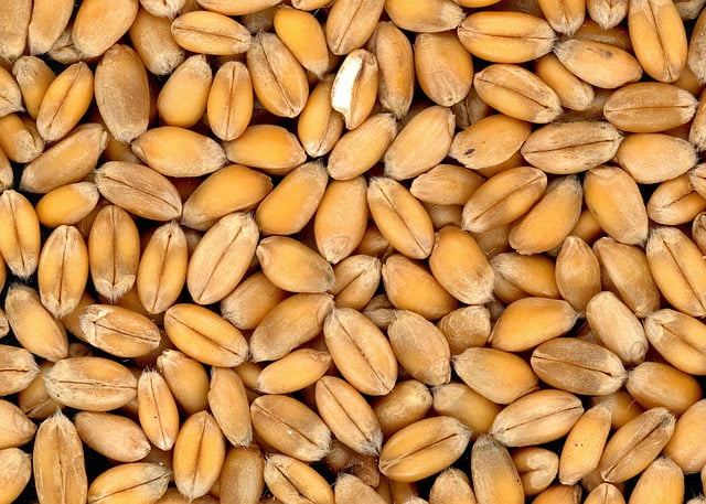 alimentos transgénicos