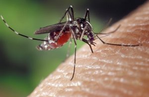 virus Chikungunya