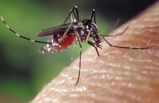 virus Chikungunya 