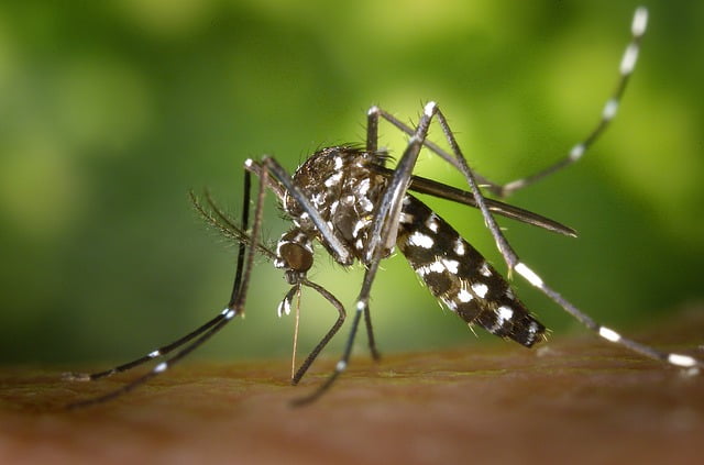 mosquito 
