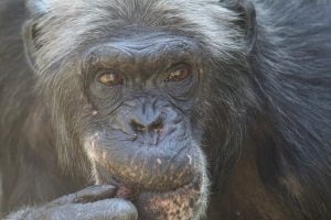 chimpancé
