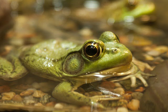 lluvia de ranas