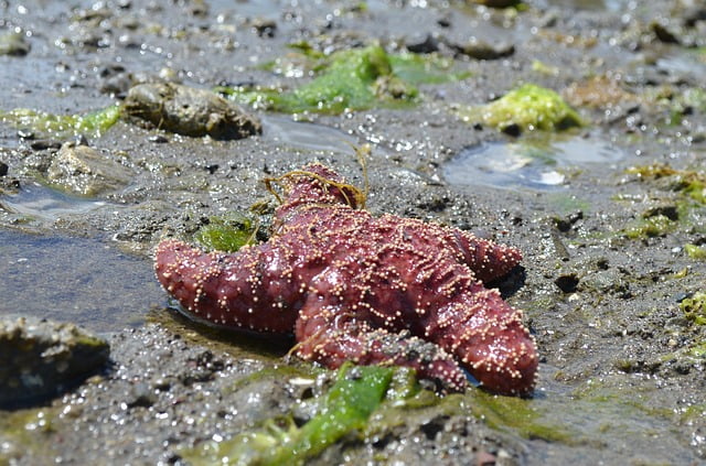 marea roja