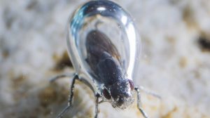 Mosca alcalina