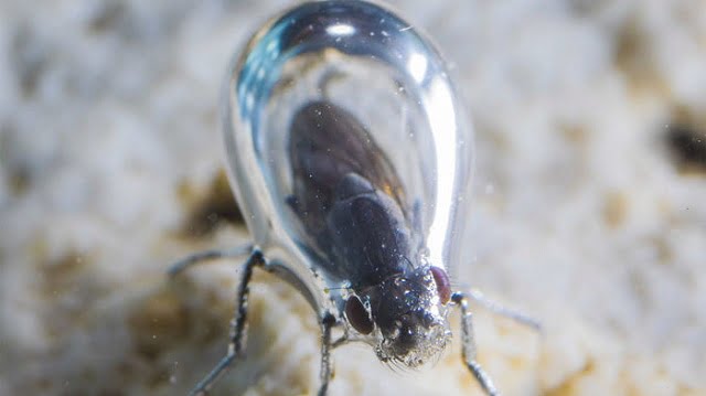 Mosca alcalina