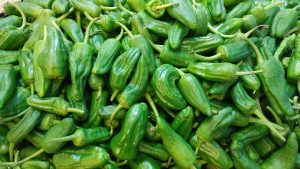 pimiento padron