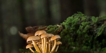 Hongos, ingeniería genética