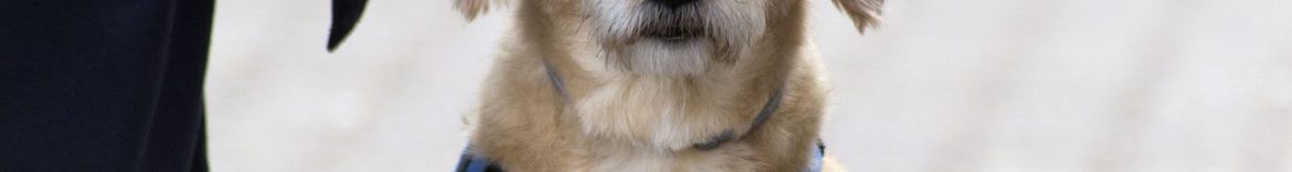 spinoza_spinoza-dog-4136216_1280