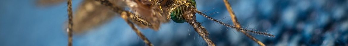 mosquito